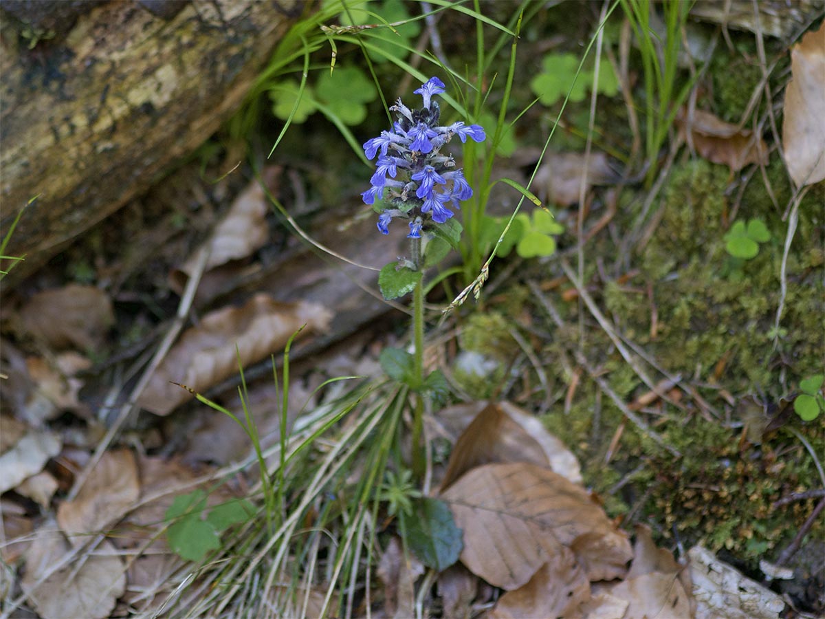 Ajuga reptans